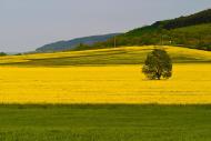 Велика Вільшаниця з panoramio.com