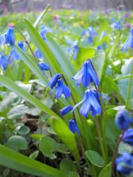 Михайлівка з panoramio.com