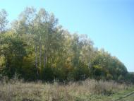 Кутківці з panoramio.com