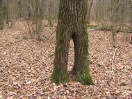 Заострів з panoramio.com