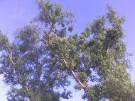 Червона Зірка з panoramio.com