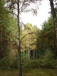 Неданчичі з panoramio.com