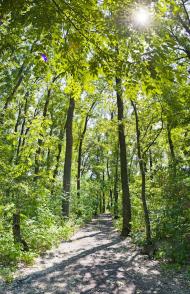 Новошевченкове з panoramio.com