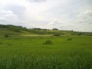 Кулібаба з panoramio.com