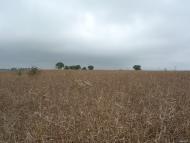 Лучківці з panoramio.com