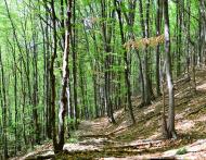 Прокурава з panoramio.com