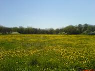 Колесниківка з panoramio.com