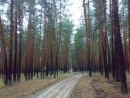 Торське з panoramio.com