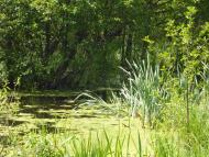 Нові Млини з panoramio.com