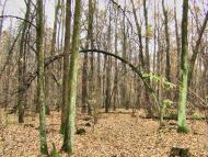 Заострів з panoramio.com