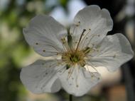 Новооріхівка з panoramio.com