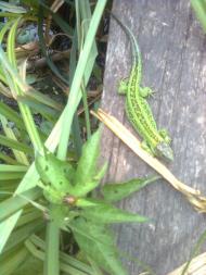 Стави з panoramio.com