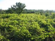 Серпневе з panoramio.com