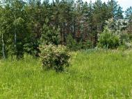 Студенець з panoramio.com