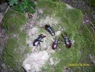 Губник з panoramio.com