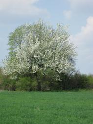 Саранчине з panoramio.com