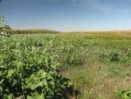 Райське з panoramio.com