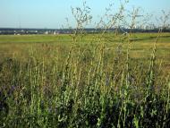 Черкаська Лозова з panoramio.com