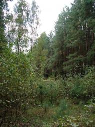 Неданчичі з panoramio.com