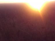 Сурсько-Литовське - Останні фото