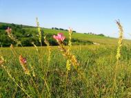 Тарноруда з panoramio.com