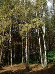 Неданчичі з panoramio.com