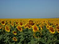 Лозанівка з panoramio.com