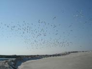 Виноградне - Останні фото