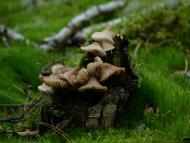 Неданчичі з panoramio.com