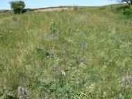 Келебердівка з panoramio.com