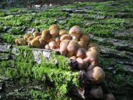 Заострів з panoramio.com