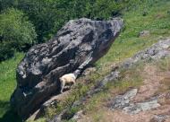 Майорівка з panoramio.com