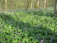 Лішня з panoramio.com