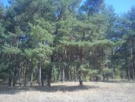 Степашки з panoramio.com