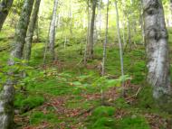 Прокурава з panoramio.com