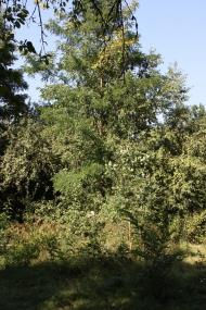 Тарасенки з panoramio.com