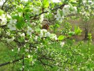 Унучки з panoramio.com