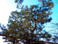 Миролюбівка з panoramio.com