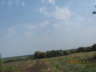 Вівсяники з panoramio.com