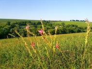 Тарноруда з panoramio.com