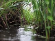 Зарубинці з panoramio.com