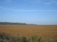 Дубівка з panoramio.com