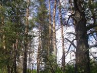 Крейдянка з panoramio.com