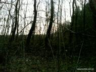 Залісся з panoramio.com