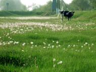 Червона Слобода з panoramio.com