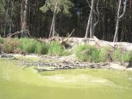 Стовп'яги з panoramio.com