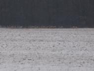 Кищенці з panoramio.com