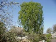 Синівка з panoramio.com