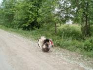 Кіблич з panoramio.com