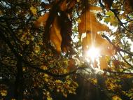 Катеринка з panoramio.com